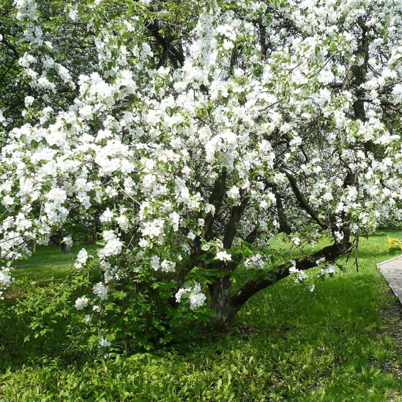 Причины скручивания листьев яблонь: заботимся о здоровье деревьев