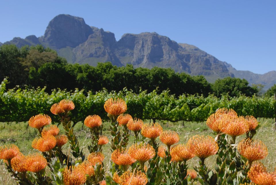 Капская флористическая область: Мир уникальных растений и экосистем