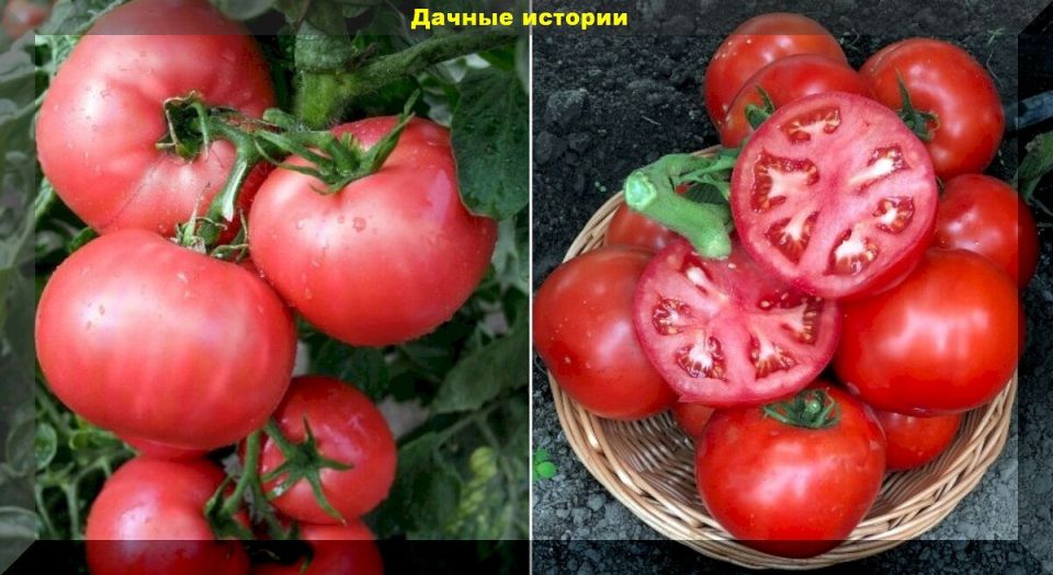 Томаты на все случаи жизни: резистентные, вкусные и урожайные сорта