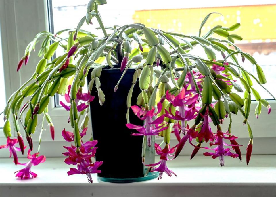 Как заставить рождественский кактус цвести: секреты ухода от экспертов