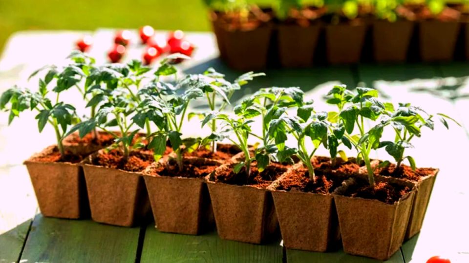 Как древесная зола превращает вашу рассаду в суперрастения