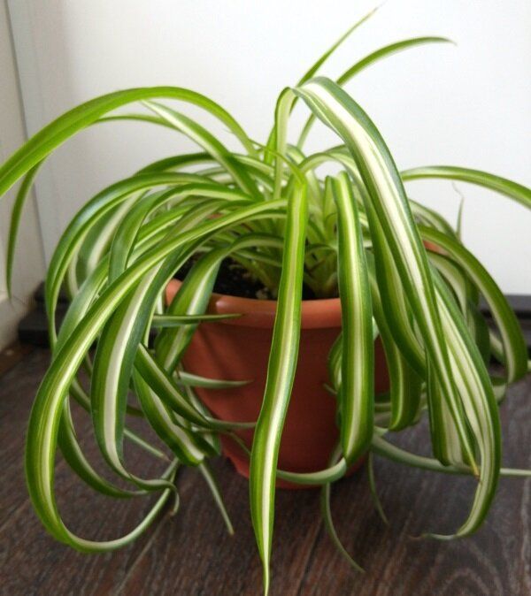 Хлорофитум Бонни: секреты успешного ухода за необычным растением