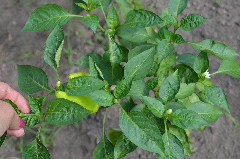 Соседство на вашем огороде: что посадить рядом с перцем для максимального урожая