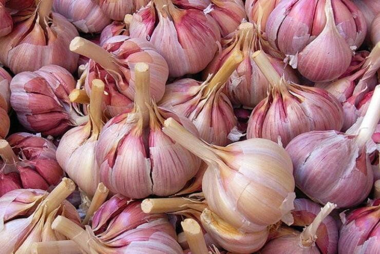 Выбор озимого чеснока: как не ошибиться в выборе сорта для вашей грядки