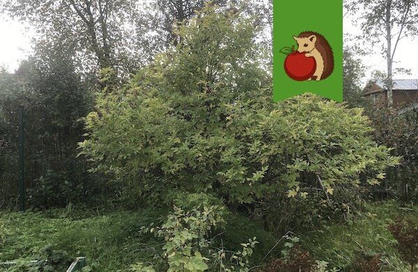 Почему черная бузина станет незаменимым растением в вашем огороде?