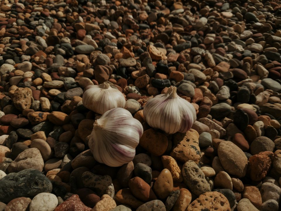 Как добиться рекордного урожая чеснока: секреты успешной посадки