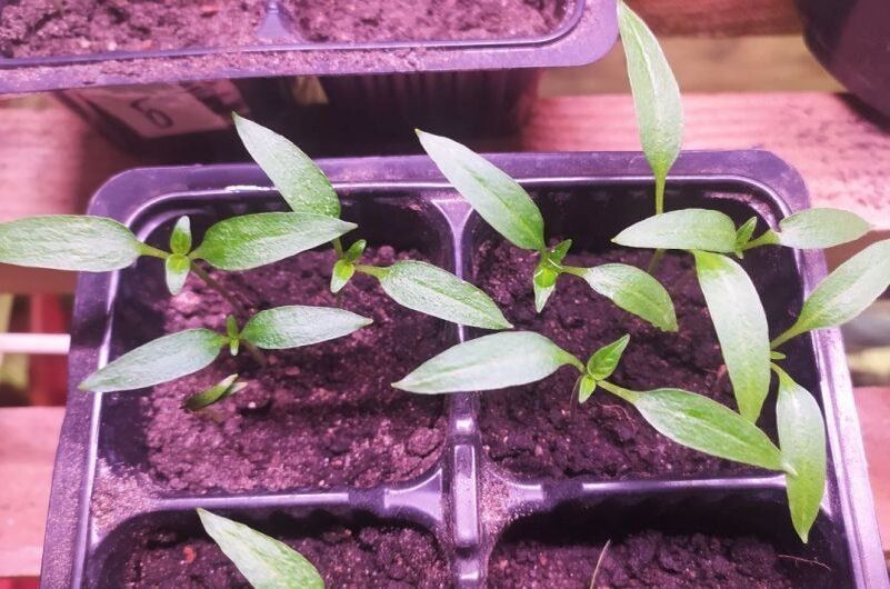Пикировка перцев и баклажанов: советы для крепкой рассады