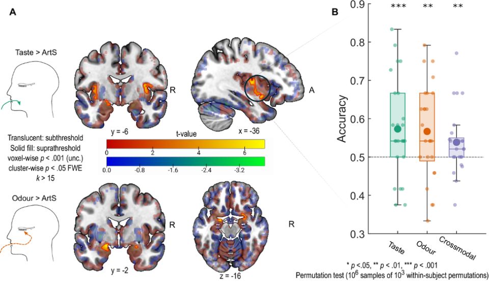 Нейробиология вкусов: как аромат отвечает за восприятие еды