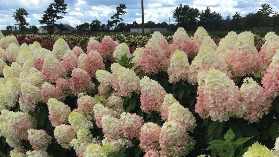 Пышное цветение гортензий: простые правила обрезки и ухода