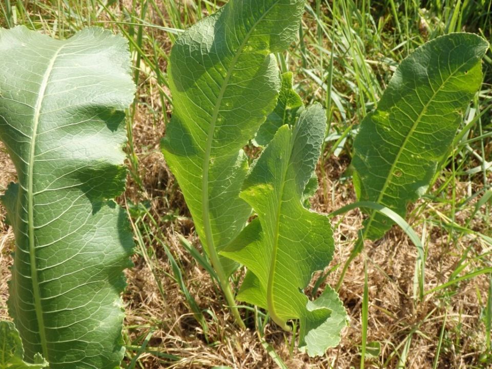 Как правильно выращивать хрен: все, что нужно знать