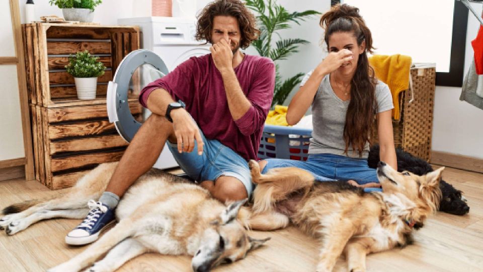 Больше никакой вони в доме: запах животных улетучится, если соблюдать 3 правила