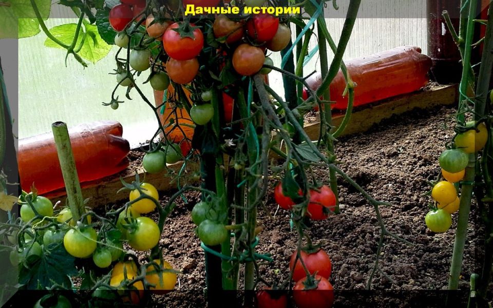 Шесть секретов для богатого урожая томатов: как вырастить идеальные плоды