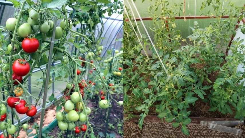 Секреты успешного урожая: когда и как сажать в 2025 году