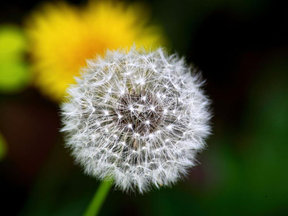 Одуванчики: неожиданные союзники в борьбе с вредителями вашего сада