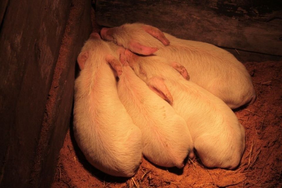 Условия содержания свиней в зимний период
