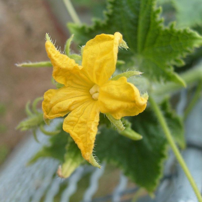 Как дрожжи и чеснок помогают вырастить идеальные огурцы