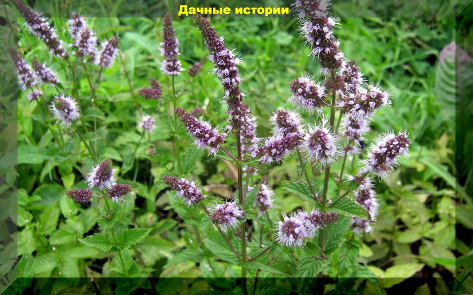 Декабрь и январь: идеальное время для раннего посева цветов