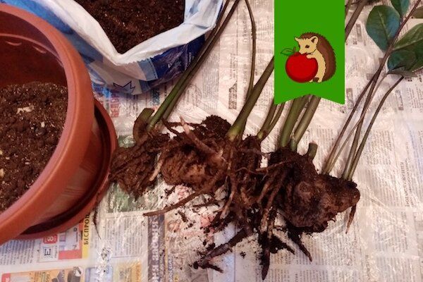 Советы по пересадке замиокулькаса для успешного укоренения