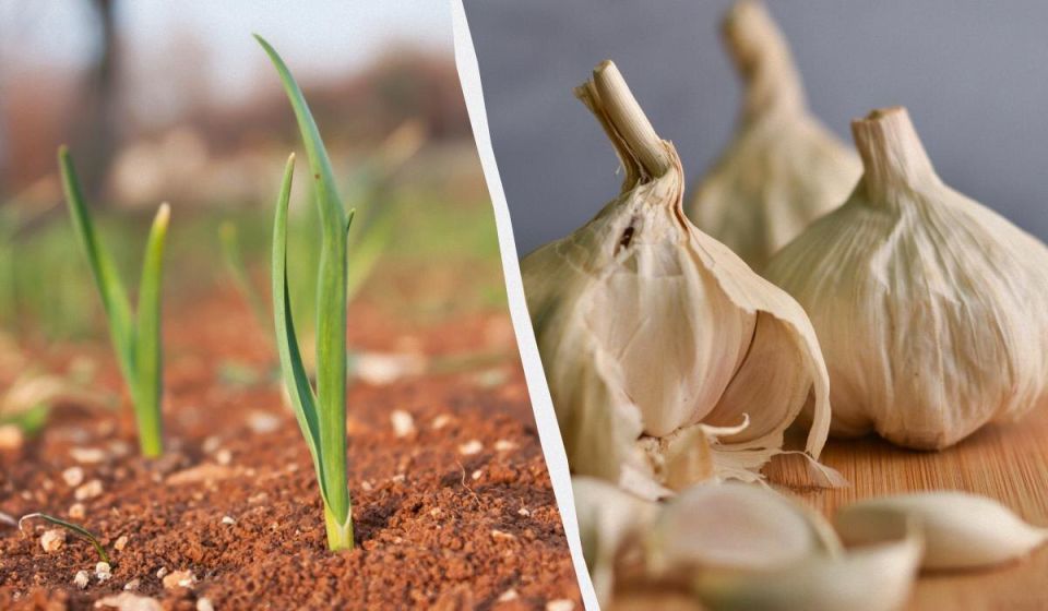 Как правильно защитить грядки с чесноком и луком от морозов