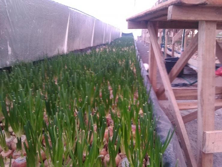 Зимняя выгонка лука на перо: секреты успешного урожая в теплице