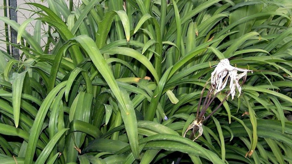 Почему зимовка в теплых условиях мешает амаркринума цветению и как исправить ситуацию