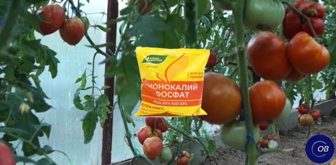 ��� ������������ ���������� �����: ������� ��������� ����������� ��������