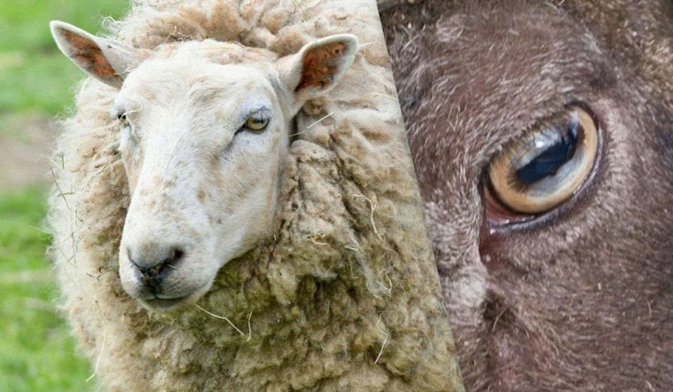 ������ ���� ����� ������ ��������� �������: ����� �� ���������� ����