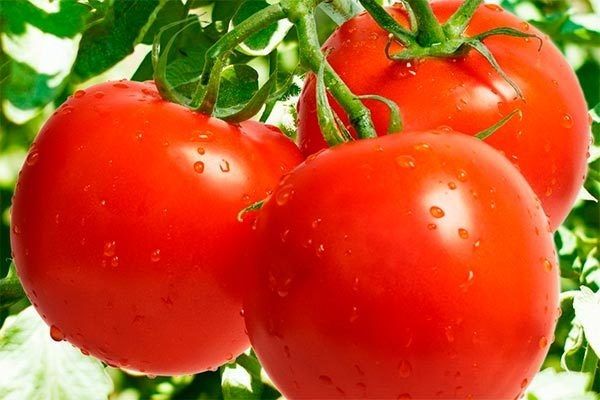 Томаты Детская сладость: секреты удачного урожая и наслаждения вкусом