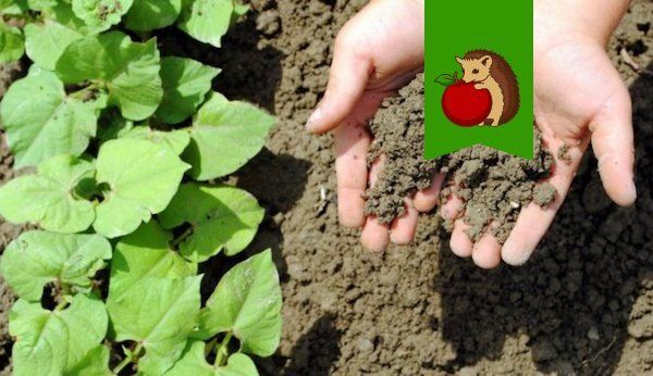 Почему важно следить за кислотностью почвы и как это сделать эффективно