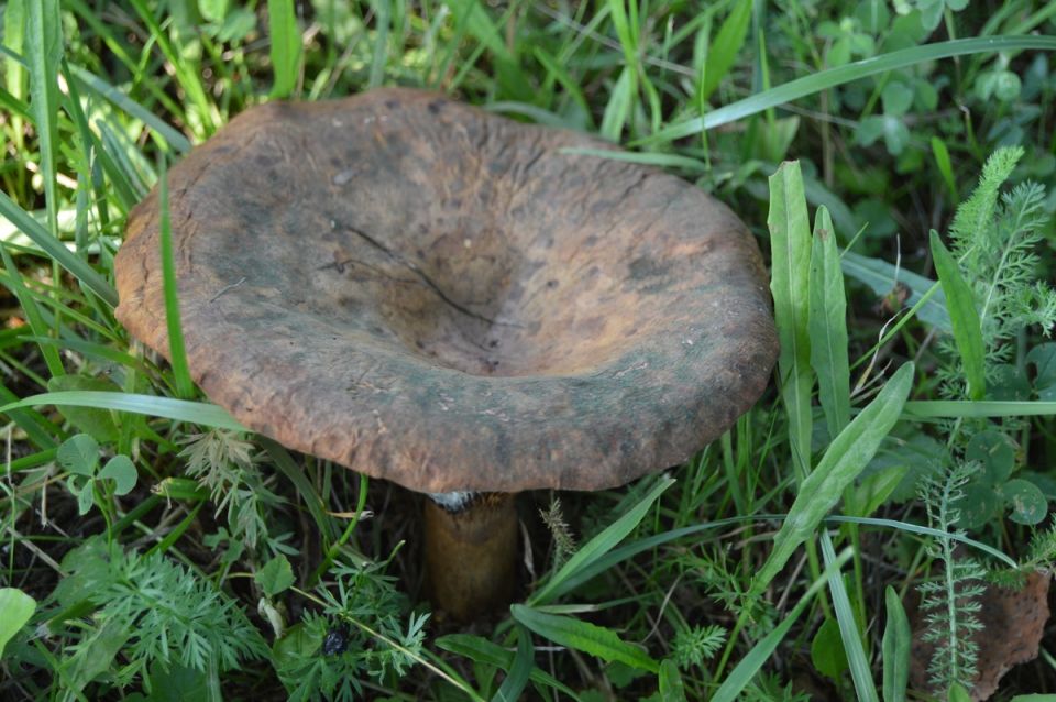 Опасный коровник: стоит ли рисковать?