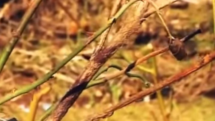 ������ ������������ ���������� � ���� ����� �������� ���� ����