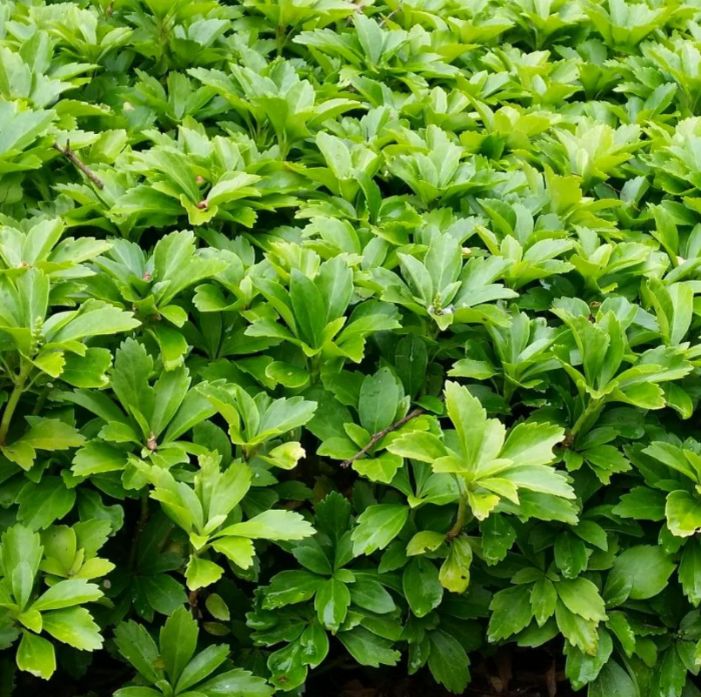 ������ � ������� �����: ��������, ������� �� ����� ��������