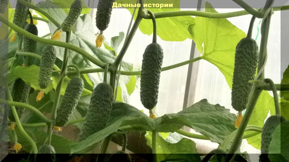 ���������� ��� ������� ��� ��������� �����������