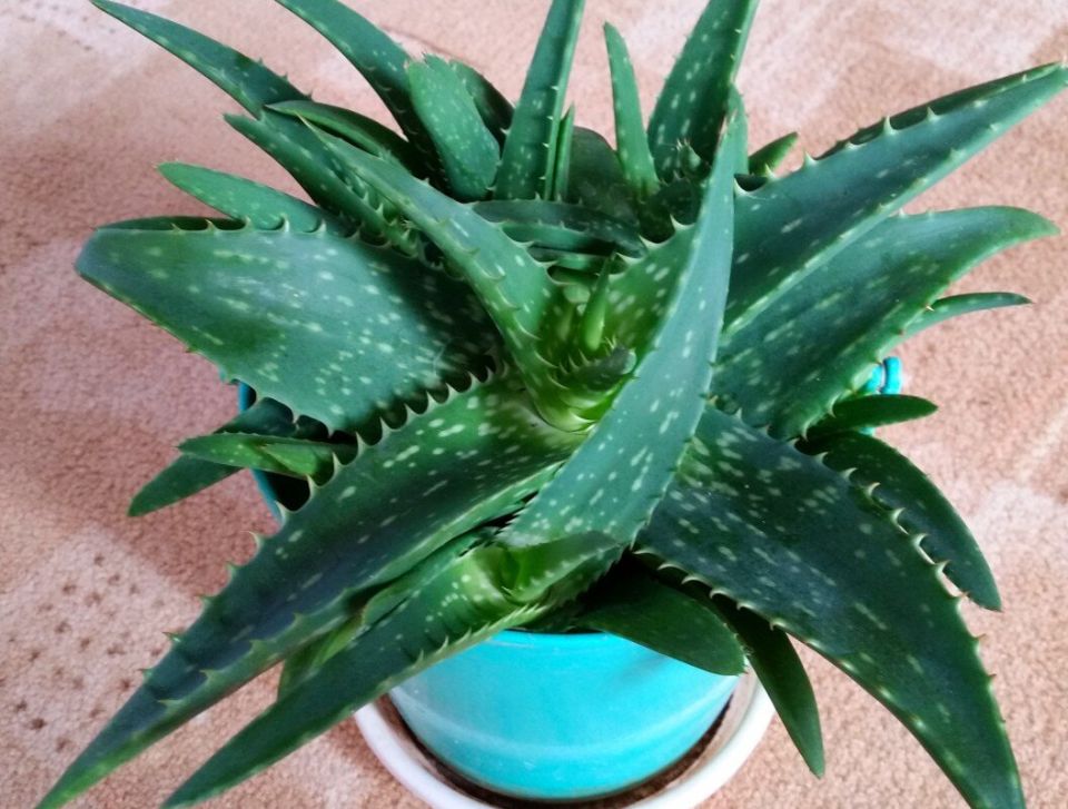 ����: ��������� ��������, ���������� ��� ��� � ����������� ��������