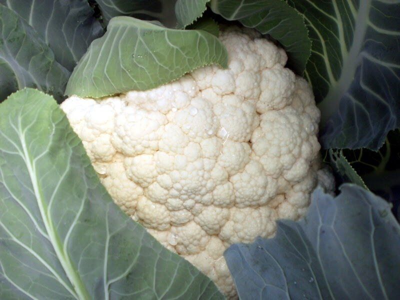 ��� �������� ������� ������� �� ������ ����: ������������ ������