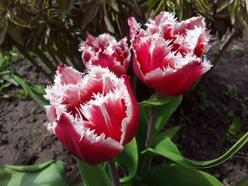 ��� ������ ����� ����� ��������� ��������� �����