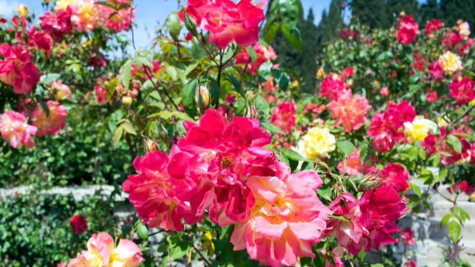 Летняя посадка роз: как добиться успеха, несмотря на устаревшие мифы