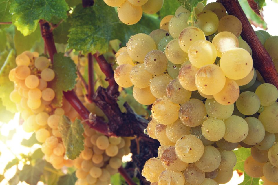 Оптимальные подкормки для винограда: рекомендации экспертов