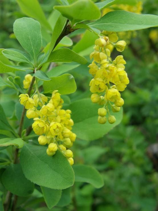 Цветение барбариса: красота, которая привлекает