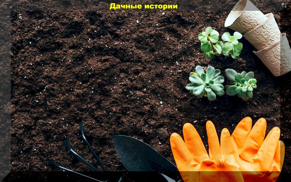 ��� ������� ��������� ���������� ��� �������: ������ � ������������