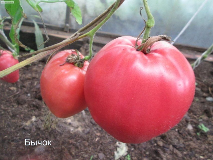 ����� ����� �������: ������� � �������� ����� ��� ������� � ����