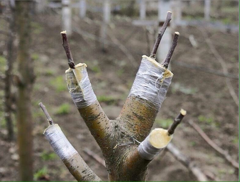 ������� �������� ��������: ��� ���������� ������ � ��������� ������������ � �����������