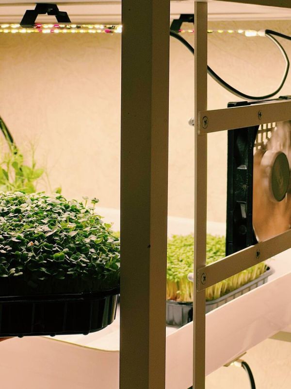 ������, ������� ������� ���� ������: 4 ��������� �����������