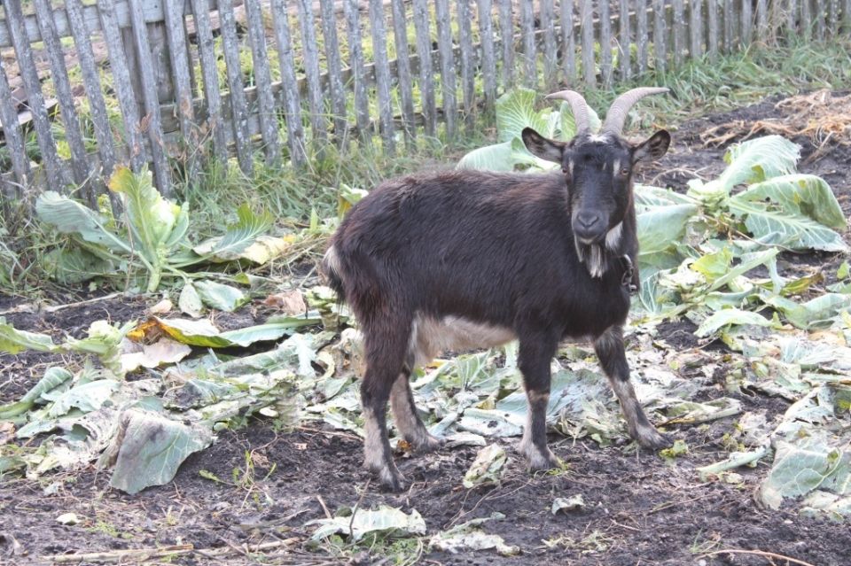 ��� ����������� � ��������� ������: ������� � ���������� �������