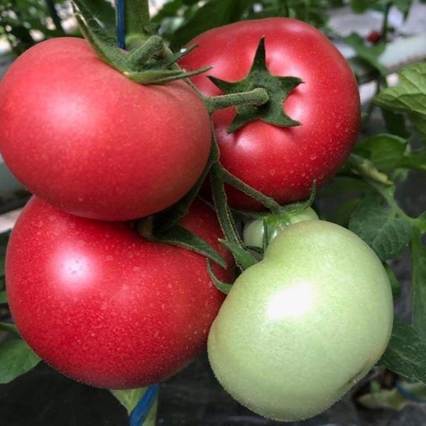 ����� ���������: ������� ������ � ������������ ����������