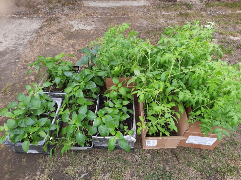 ��� ��������� ���������� �������: ������ �� ������ ������� � �������