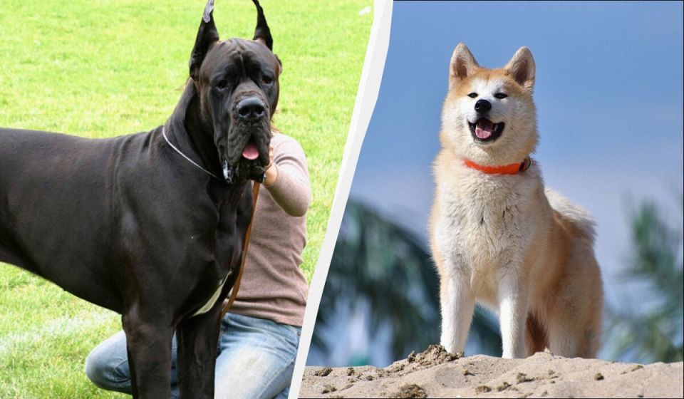 ������, ������� ������������ ���������