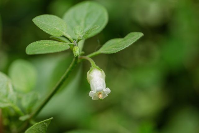 ��������� ������: ������������ ������������ �������� � ���������� �������