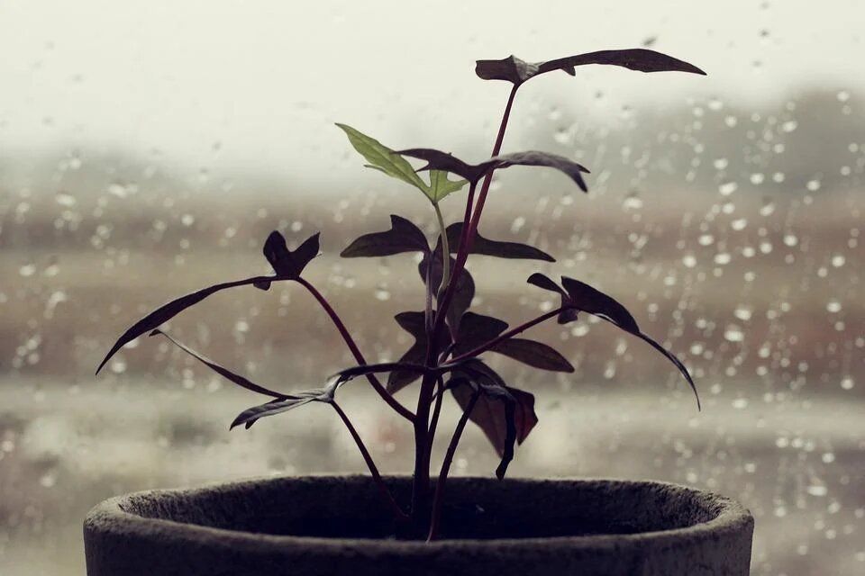 ������ ����� ������� �������� ���� �� ��������� ���������