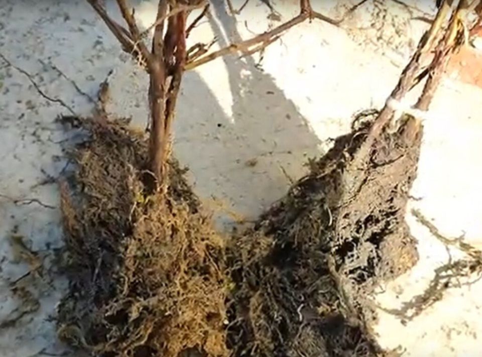 ������������ � ���������� �������� � �������� �������� ��������